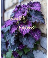 HSeeds 25+ Seeds Midnight Purple Passion Plant (Gynura Aurantiaca) - $6.95