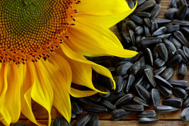 Thjar 100 Black Oil Sunflower Helianthus Annuus Yellow Hummingbird Bird Flower S - £3.96 GBP