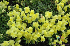 1000+ Floral Showers Yellow Snapdragon Seeds For Garden - USA - ! - $6.30