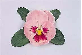 Pansy DeltaPro Pink Shades 250 seeds - £26.10 GBP