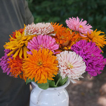 Zinnia Cactus Flowered Mix Huge Blooms 6 Colors Heirloom Nongmo 200 Seeds - £9.49 GBP