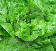 Fresh Lettuce Seeds 500+ All Year Round Butterhead Green Salad - £5.56 GBP