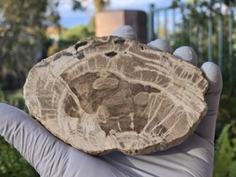 Petrified Wood Stone Decorative Crystal Slice (M16) - $399.46 MXN