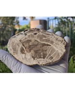 Petrified Wood Stone Decorative Crystal Slice (M16) - $30.61 CAD