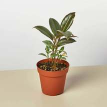 Ficus Elastica 'Tineke' - $12.99+