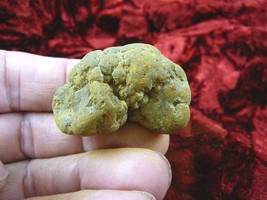 (PP463-23) Genuine Fossil Turtle Poop Coprolite Dung Weird Gift Washington State - £12.48 GBP