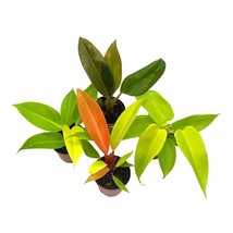 Philodendron Assortment Set, 2 inch pots, 4 Different Philo Imperial House Plant - £22.31 GBP