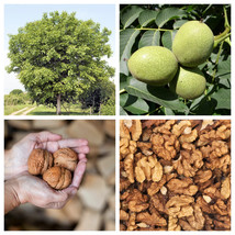 5 English Walnut Common Hardy Carpathian Nut Fruit Tree Juglans Regia Se... - £19.64 GBP