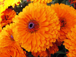 Guashi Store 500 Seeds Pacific Beauty Orange Marigold Calendula Officinalis Flow - £7.47 GBP