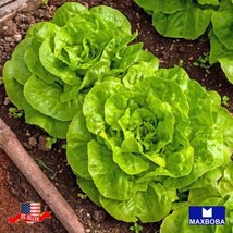 800 Butterhead Buttercrunch Lettuce Seeds Non Gmo Heirloom Home Garden - £4.66 GBP