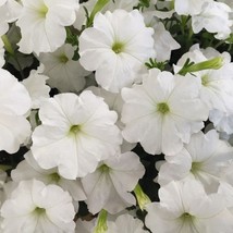 1R7D1 Petunia Seeds Candypops White 50 Thru 1000 Pelleted Seeds Gardening USA Sh - £11.55 GBP