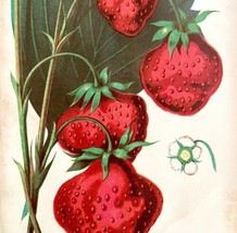 Peabody Haut Bois Strawberry Victorian Lithograph 1856 Art Print Ephemera DWT15 - £23.96 GBP