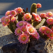 10 Seeds Seeds Trichocereus Huasha Cactus Succulent Plants Pink Flowers ... - £7.06 GBP