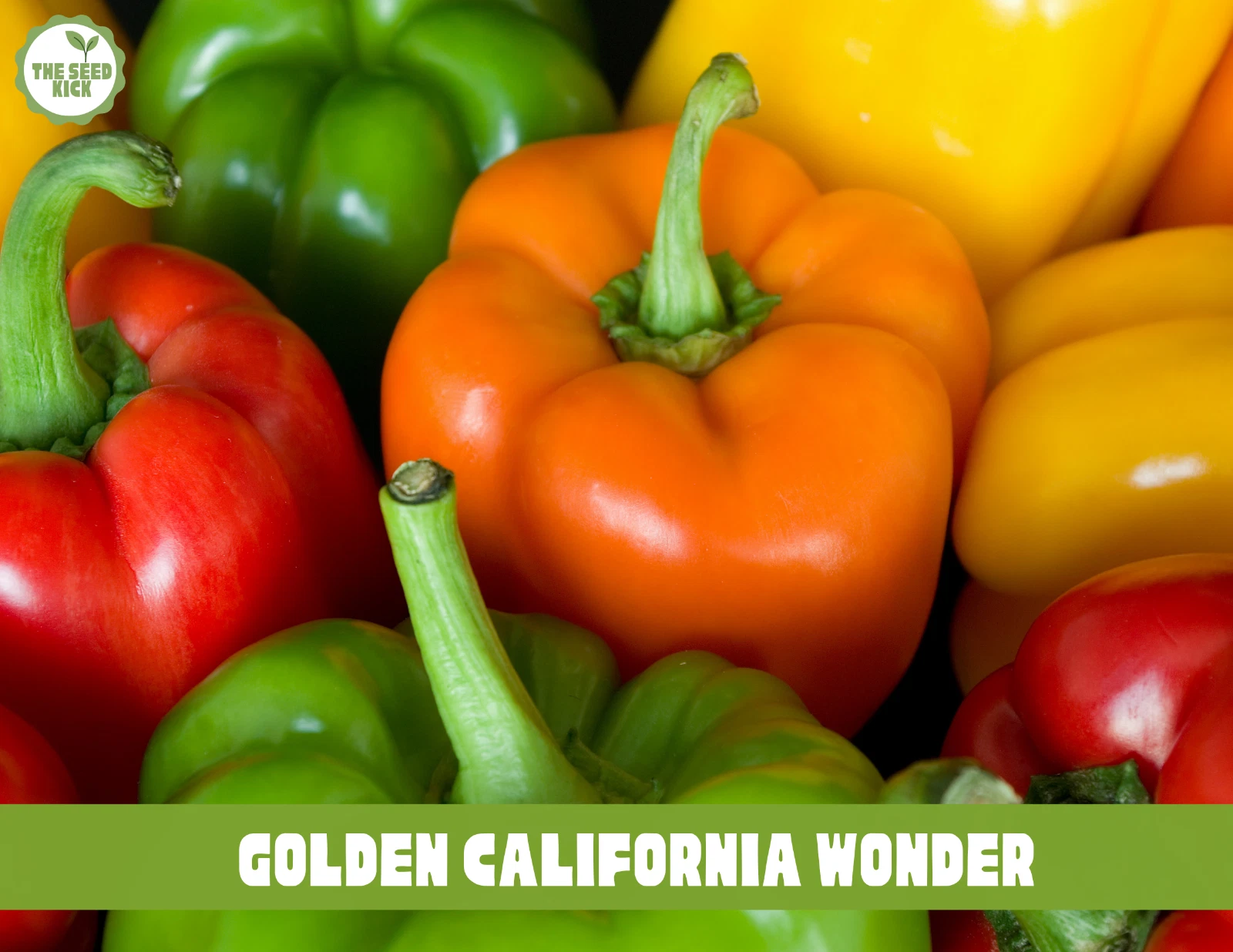 Must-Have for Gardeners California Wonder Bell Pepper  NonGMO Seeds - $92.47 MXN