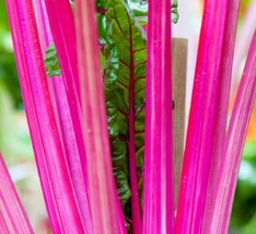 Pink Swiss Chard Non GMO Heirloom Garden Se - Seeds (For Spring &amp; Summer) - £2.90 GBP