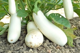 Grow In US 10 Snowy White Eggplant seed Tasty Unique Fresh - £7.75 GBP