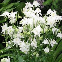 Columbine Crystal Star White Part-Sun 100 Seeds  - $6.16