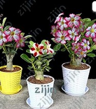 NEW 100% Authentic Adenium Obesum Bonsai Exotic Desert Rose Flowers Balcony Dese - £6.14 GBP