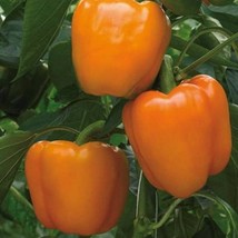 Coral Bell Pepper Seeds Sweet Organic US Fast Shipping - $2.19