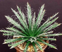 BPASTORE 50 Seeds Store Agave Toumeyana Bella Sunflower Aloe Exotic Succulent Ra - £25.99 GBP