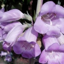 USA Seller 50 Penstemon Purple Beard Tongue Grandiflorus Perennial Flower Seeds  - £16.61 GBP