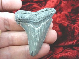 (S260-16) 2-1/4&quot; wicked Fossil MEGALODON Shark Tooth Teeth love sharks specimen - £49.00 GBP