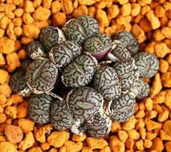 Item image 1 image 1