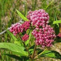 Best Milkweed Swamp Carmine/Roseasclepias Incarnata 25 Seeds - £6.93 GBP