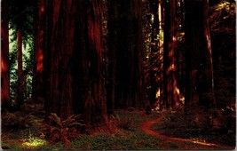 Avenue of the Giants Pepperwood Flat Humboldt County CA Postcard PC132 - £3.98 GBP
