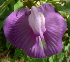 Grow In US 10_Seeds Centrosema pubescens Centro Butterfly Pea - £19.10 GBP