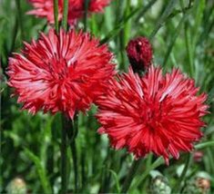 Grow In US Bachelor Button Tall Red Seeds 50 Seeds Beautiful Bright Blooms  - £7.34 GBP