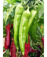 New Mexico Big Jim Chili Pepper Seeds NuMex Hatch Ristra  - £7.55 GBP