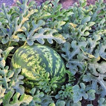 Fresh Garden Jubilee Watermelon - Seeds - Non Gmo - Heirloom Seeds – Fruit Seeds - £7.54 GBP