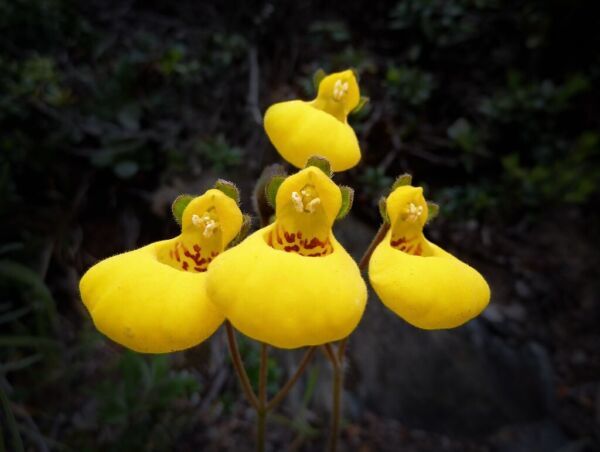 Primary image for OKB 20 Slipper Flower 'Goldcap' Seeds - Calceolaria Biflora - Slipperwort Cultiv