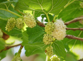 SG White Mulberry (Morus alba) 50 seeds - $4.05
