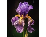 Flower Purple Iris Metal Print, Flower Purple Iris Metal Poster - £9.56 GBP