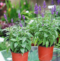  100 Sage Vanilla Flowers Edible Salvia Japonica Terrace PottedFlower Potted See - £6.28 GBP