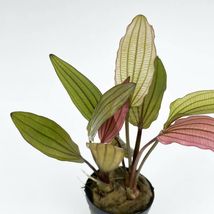Potteed Plant Live Aquarium Plants Echinodorus Miracle - £25.06 GBP