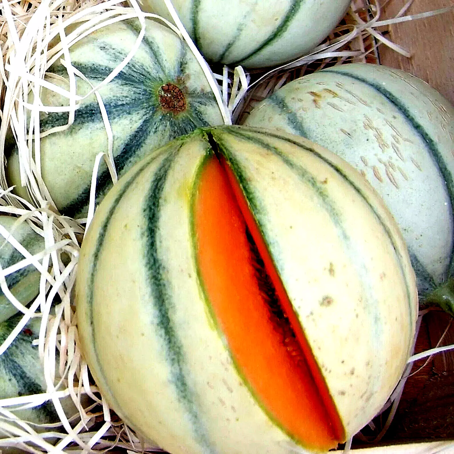 SYST 20 Seeds Charentais Melon Fruit Heirloom Seed Catalog Home Garden - $13.83 CAD