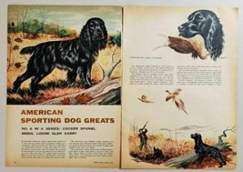 1955 Magazine Picture Cocker Spaniel American Sport Dog Drawn by James Lockhart - £9.43 GBP