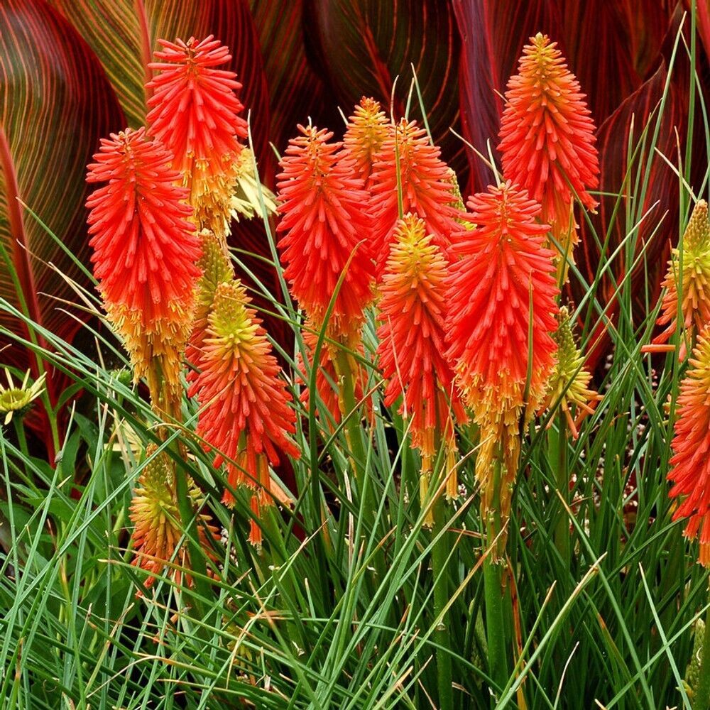 25 PapayaPopscile Torch Lily Hot Poker Flower Perennial Seeds - $15.99