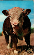 Postcard - Typical western purebred Hereford Bull (C3) - $7.80