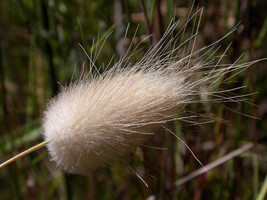 100 Bunny Tails Grass (Hares Tail) Ornamental Lagurus Ovatus Seeds - £5.08 GBP