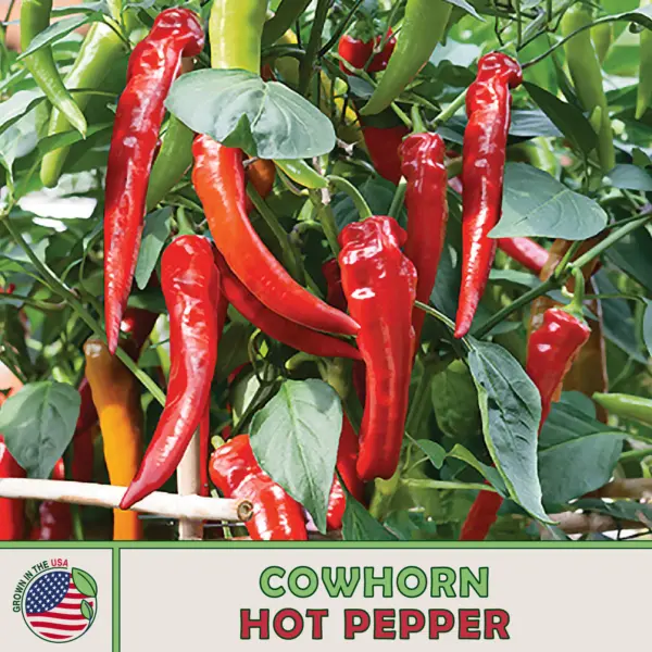 50 Cowhorn Hot Pepper Seeds Heirloom Non Gmo Genuine Usa Garden Fresh - £7.97 GBP