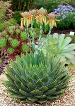 50 Seeds/lot Aloe Cacti Polyphylla &quot;Spiral Aloe&quot; Rare Succulant Seeds - £23.65 GBP