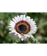LKS 50 White Zulu Prince Cape Daisy Venidium Flower Seeds Home Garden - €9,63 EUR