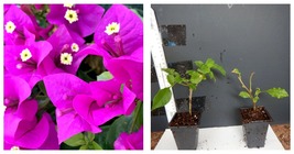 starter/plug plant Well Rooted ELIZABETH ANGUS Live Bougainvillea plant  - £35.30 GBP