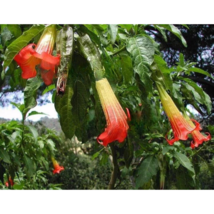 RAFH 25 Seeds Red Yellow Angel Trumpet Flowers Brugmansia Datura USA Seller - £7.90 GBP