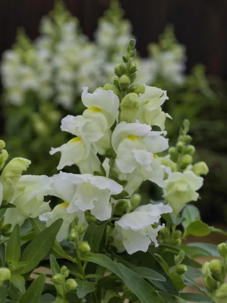 Mpb#4 Snapdragon Seeds Snapdragon Candy Tops White 50 Pelleted Seeds Fresh Garde - £10.61 GBP