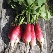 RADISH SEED ,FRENCH BREAKFAST , HEIRLOOM, ORGANIC, NON GMO, 50+ SEEDS, R... - £1.98 GBP